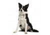 Sticker Chien border collie