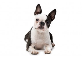 Sticker Chien boston terrier