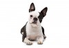 Sticker Chien boston terrier