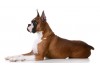 Sticker chien boxer