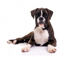 Sticker chien boxer