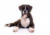 Sticker chien boxer