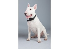 Sticker chien bull terrier