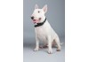 Autocollant bull terrier