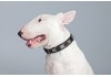 Sticker chien bull terrier