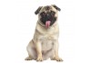 Sticker chien carlin