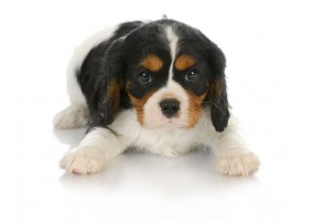 Sticker chien cavalier king