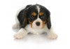 Sticker chien cavalier king