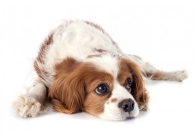 Sticker chien cavalier king