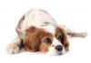 Autocollant cavalier king