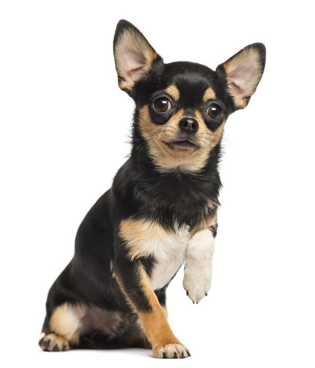 Chihuahua Chien Silhouette Nouveauté Voiture/Van/Fenêtre/Pare-chocs/HOME/MAISON Autocollant