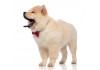 Sticker chien chow chow