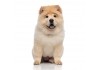 Autocollant chow chow