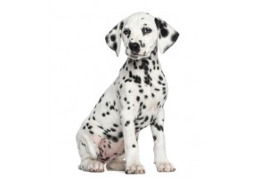 Sticker chien dalmatien