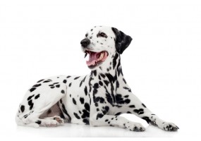 Sticker chien dalmatien