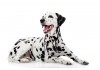 Sticker chien dalmatien