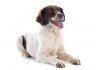 Sticker chien epagneul springer