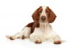 Sticker chien epagneul springer