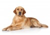 Sticker chien golden retriever