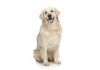 Sticker chien golden retriever