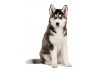 Sticker chien husky