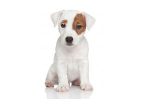 Sticker chien jack russell