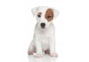 Autocollant jack russell