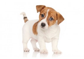 Sticker chien jack russell