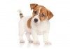 Sticker chien jack russell