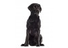 Sticker chien labrador