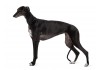 Sticker chien lévrier