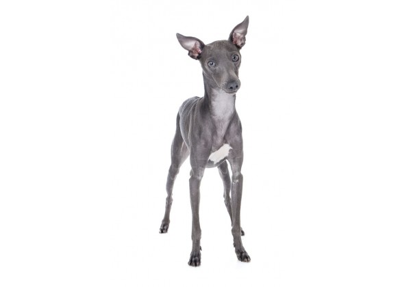 Sticker chien lévrier