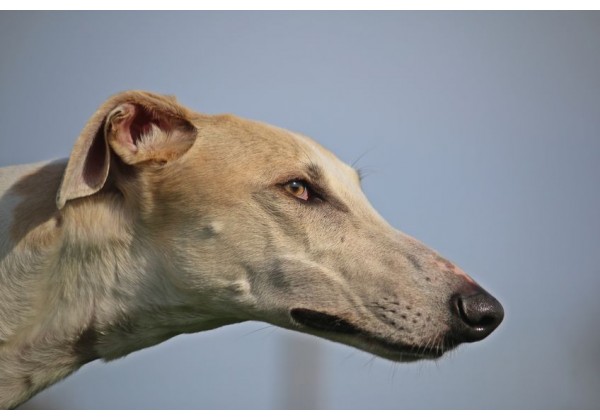 Sticker chien lévrier
