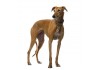 Sticker chien lévrier