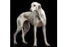 Sticker chien lévrier