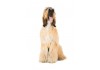 Sticker chien lévrier