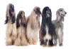 Sticker chien lévrier