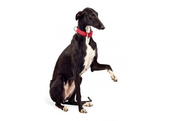 Sticker chien lévrier