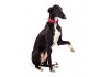 Sticker chien lévrier