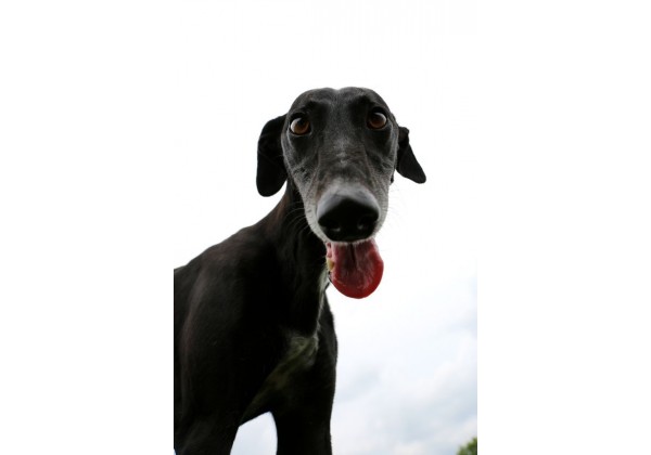 Sticker chien lévrier