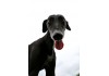 Sticker chien lévrier
