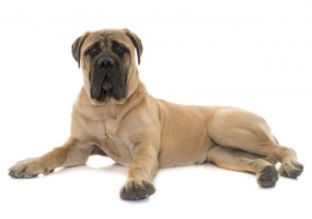 Sticker chien mastiff