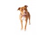 Sticker chien pitbull