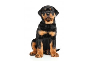 Sticker chien rottweiler