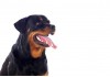 Sticker chien rottweiler