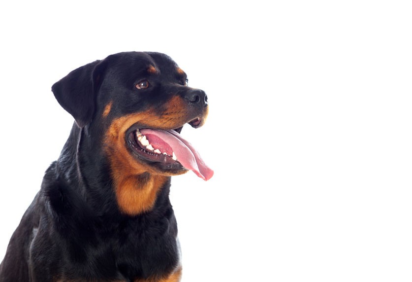 Affiche poster chien rottweiler 57444175 Art déco Stickers