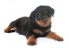 Sticker chien rottweiler