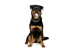 Sticker chien rottweiler