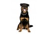 Sticker chien rottweiler