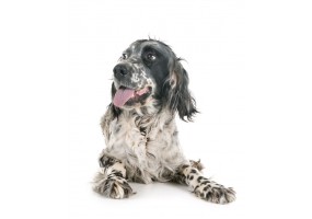 Sticker chien setter